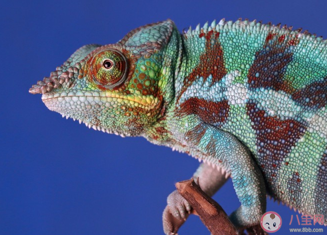 變色龍的頭上為什么會有一個洞 變色龍頭上的洞是第三只眼嗎 變色龍的頭上為什么會有一個洞 變色龍頭上的洞是第三只眼嗎