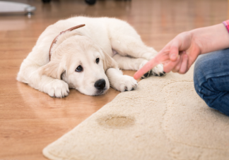 狗狗換了新主人還會想舊主人嗎 托付給朋友養狗狗會傷心嗎