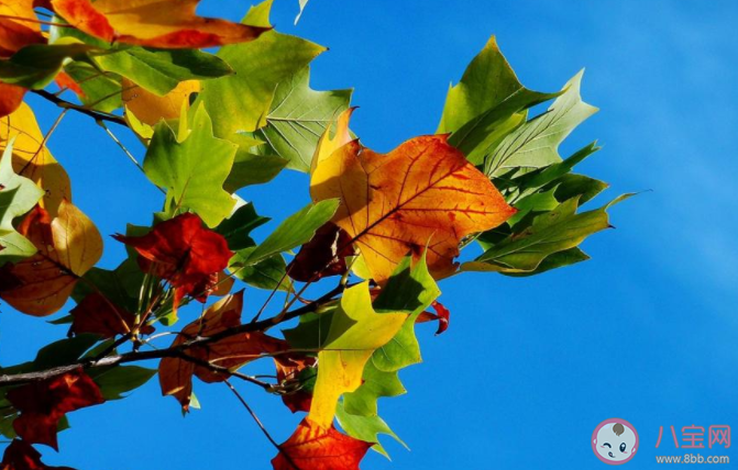 2020秋天來了的句子怎么寫 2020秋天來了的說說心情短語