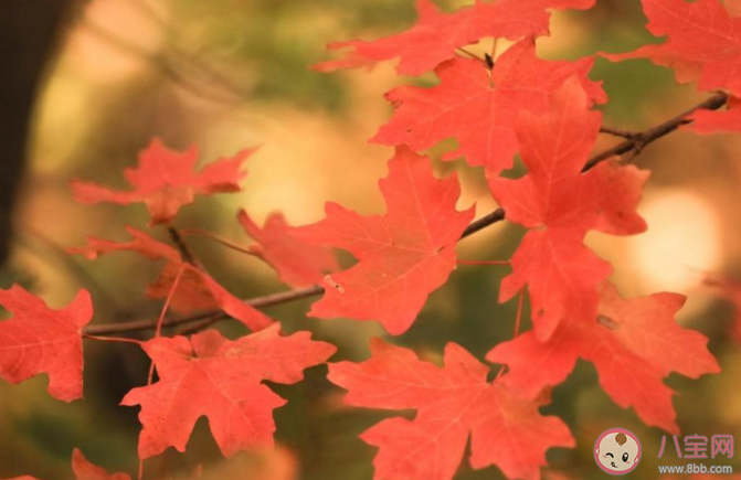 2020秋天來了的句子怎么寫 2020秋天來了的說說心情短語