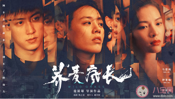 蕎麥瘋長大結局是什么 云蕎和李麥結局怎么樣了