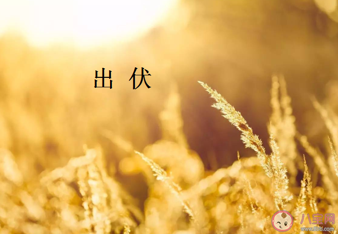 2020出伏后怎么養生 出伏養生要注意什么