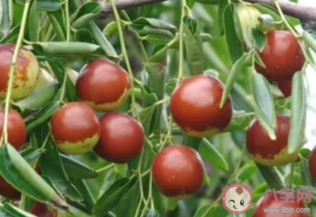 以下哪種食物的維生素C含量更高 螞蟻莊園8月25日答案