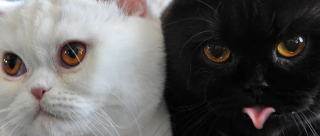 網上養貓平臺是怎么騙錢的 云養貓有哪些陷阱