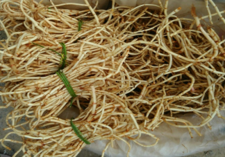 當北方人第一次吃折耳根是什么感覺 第一次吃魚腥草的體驗