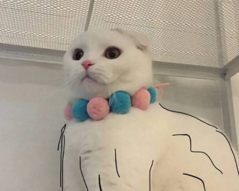 教科書追女生的情話大全有哪些 適合表白的土味情話100句 教科書追女生的情話大全有哪些 適合表白的土味情話100句