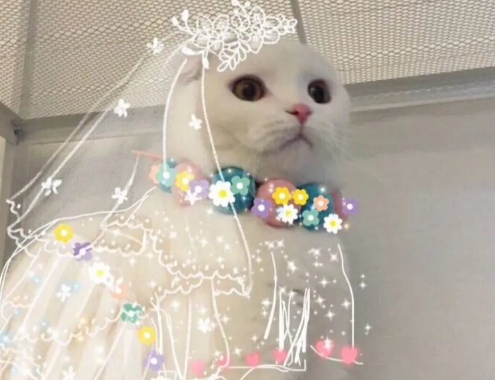 教科書追女生的情話大全有哪些 適合表白的土味情話100句 教科書追女生的情話大全有哪些 適合表白的土味情話100句