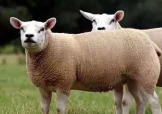 世界上最貴的羊332萬元成交是怎么回事 世界上最貴的羊是什么品種的