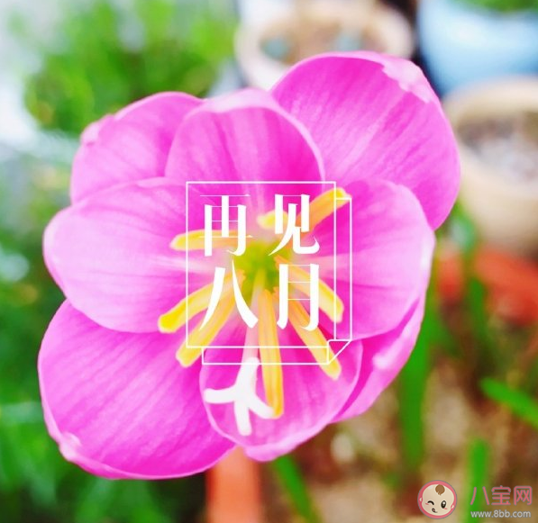 八月最后一天朋友圈文案句子 八月最后一天朋友圈文案說說大全