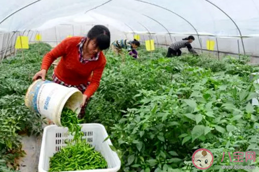 湖南人年均消費(fèi)辣椒100斤怎么回事 湖南人為什么這么愛吃辣椒 湖南人年均消費(fèi)辣椒100斤怎么回事 湖南人為什么這么愛吃辣椒