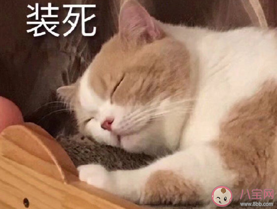 困死了想睡覺的心情說說 又累又困又瞌睡的搞笑說說 困死了想睡覺的心情說說 又累又困又瞌睡的搞笑說說