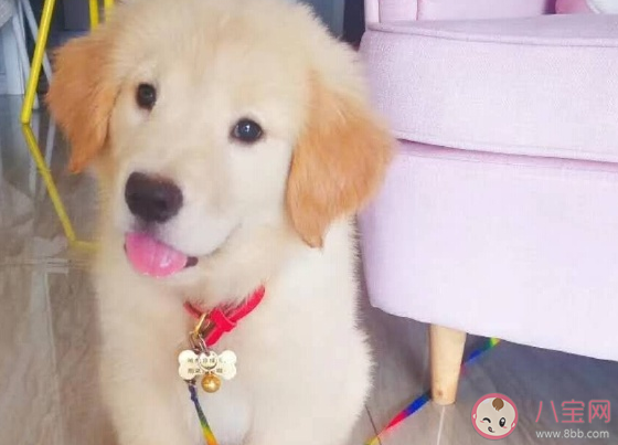 終于養(yǎng)狗了發(fā)朋友圈說說 第一次養(yǎng)狗狗的感慨文案說說 終于養(yǎng)狗了發(fā)朋友圈說說 第一次養(yǎng)狗狗的感慨文案說說