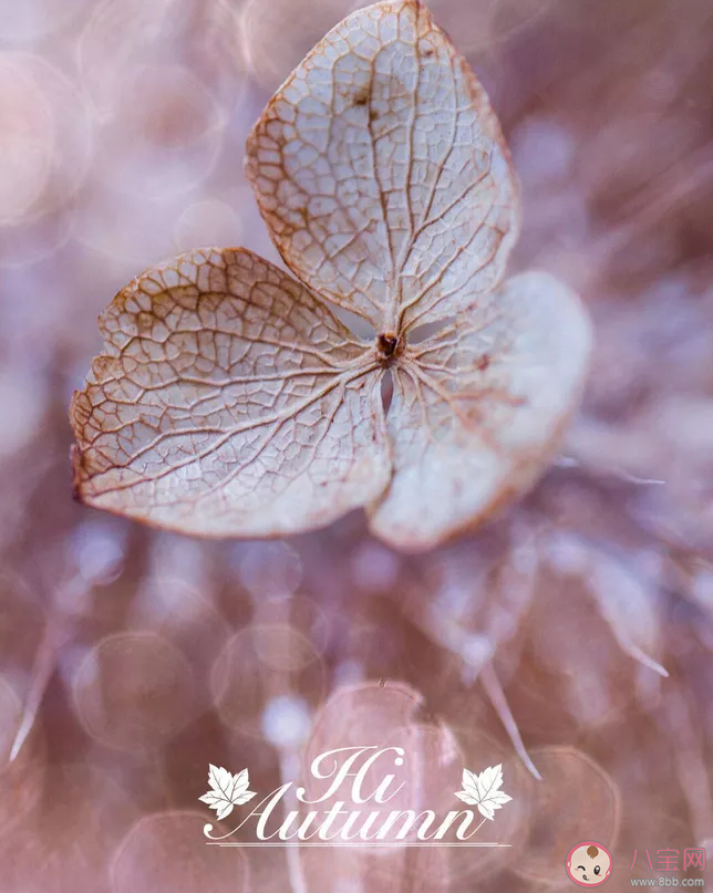 夏天再見秋天你好心情說說 夏天再見秋天你好心情句子