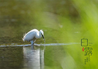 2020白露節(jié)氣圖片朋友圈個性文案句子 2020白露圖片文案大全發(fā)朋友圈說說