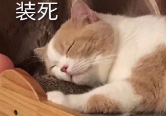困死了想睡覺的心情說說 又累又困又瞌睡的搞笑說說