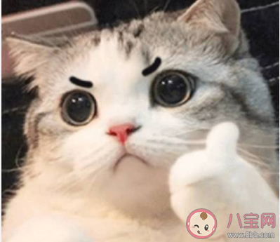 寫一首養(yǎng)貓的詩(shī)你會(huì)怎么寫 關(guān)于養(yǎng)貓的詩(shī)有哪些