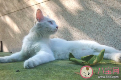 寫一首養(yǎng)貓的詩(shī)你會(huì)怎么寫 關(guān)于養(yǎng)貓的詩(shī)有哪些