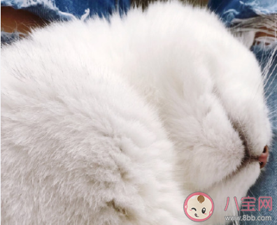 寫一首養(yǎng)貓的詩(shī)你會(huì)怎么寫 關(guān)于養(yǎng)貓的詩(shī)有哪些