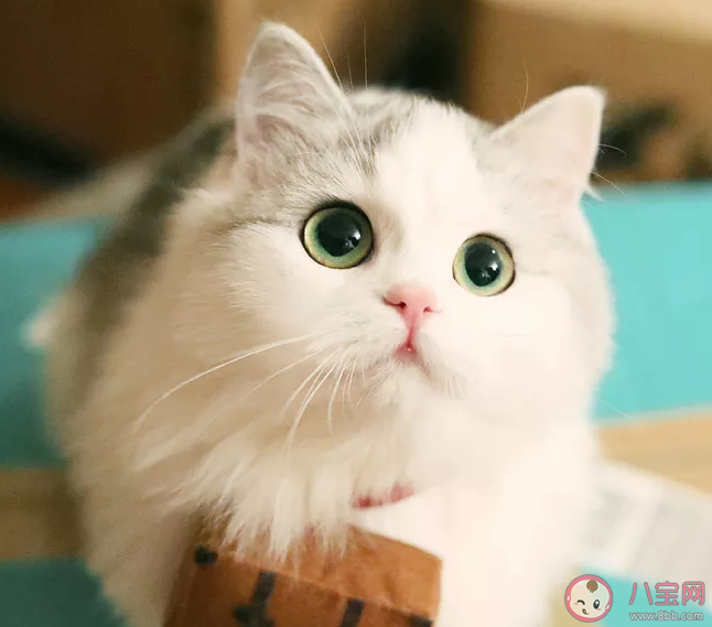 怎么寫一首養貓的詩 養貓的詩內容盤點