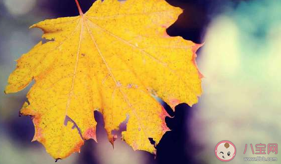 2020白露節氣適合發什么朋友圈 白露節氣朋友圈心情說說