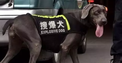 Show me love小米辣什么梗 搞笑英文翻譯合集 Show me love小米辣什么梗 搞笑英文翻譯合集