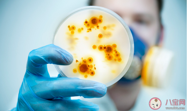 得了布病要怎么治療 得了布病多久能治好 得了布病要怎么治療 得了布病多久能治好