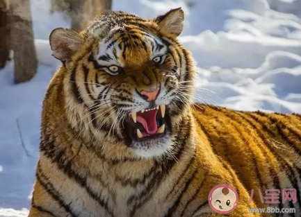 我直接一個滑鏟是什么意思什么梗 老虎撲過來我一個滑鏟出處 我直接一個滑鏟是什么意思什么梗 老虎撲過來我一個滑鏟出處