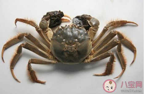 飯店用死螃蟹掉包活螃蟹是怎么回事 螃蟹死了還能吃嗎