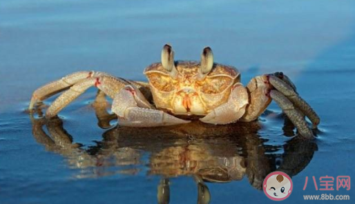 飯店用死螃蟹掉包活螃蟹是怎么回事 螃蟹死了還能吃嗎