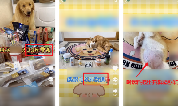 寵物博主讓狗當大胃王怎么回事 寵物吃播亂象是怎樣的