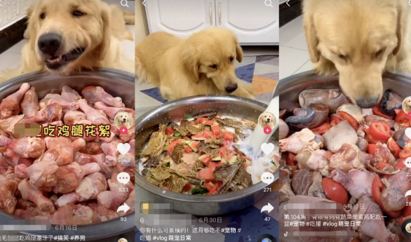 寵物博主讓狗當大胃王怎么回事 寵物吃播亂象是怎樣的 寵物博主讓狗當大胃王怎么回事 寵物吃播亂象是怎樣的
