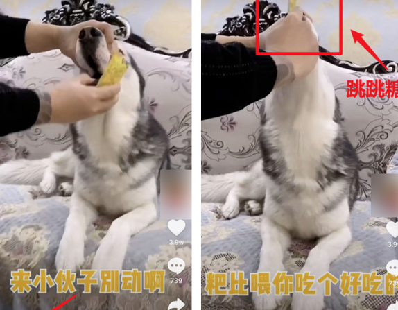 寵物博主讓狗當大胃王怎么回事 寵物吃播亂象是怎樣的 寵物博主讓狗當大胃王怎么回事 寵物吃播亂象是怎樣的