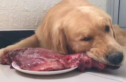 寵物博主讓狗當大胃王怎么回事 寵物吃播亂象是怎樣的 寵物博主讓狗當大胃王怎么回事 寵物吃播亂象是怎樣的