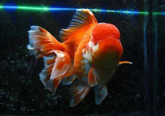 支付寶螞蟻莊園9月12日答案最新 金魚的記憶只有七秒是真的嗎