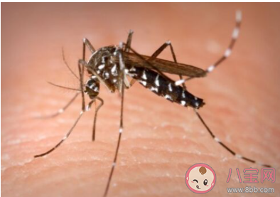 雌蚊子吸血雄蚊子吃什么 螞蟻莊園小課堂9月13日答案 雌蚊子吸血雄蚊子吃什么 螞蟻莊園小課堂9月13日答案