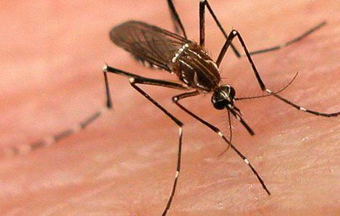 螞蟻莊園9月13日答案：雄蚊子吃什么