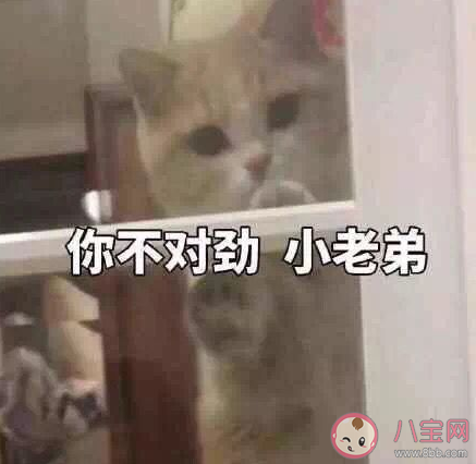 B站你不對勁是什么意思什么梗 你不對勁梗出處來源是哪里