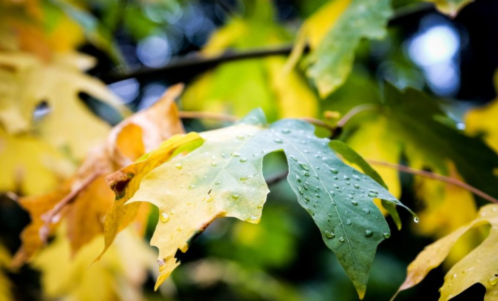 秋天陰雨綿綿一直下雨的心情朋友圈 秋雨綿綿不斷的感想朋友圈說說