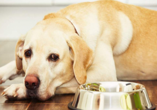 喂狗吃辣子雞博主回應爭議說了什么 狗吃辣椒有什么危害影響