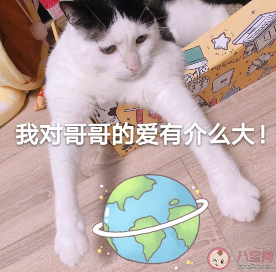 追星女孩有哪些分類 追星女孩等級分類表 追星女孩有哪些分類 追星女孩等級分類表