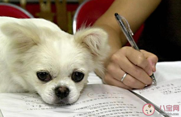 抑制狂犬病毒關(guān)鍵開關(guān)是什么 關(guān)鍵開關(guān)能起到什么作用