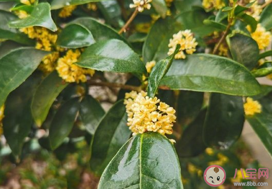 桂花好香發朋友圈說說 桂花開了唯美浪漫句子