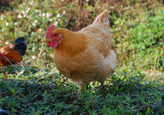 外面賣的速成雞都打過(guò)激素嗎 速成雞可以放心吃嗎