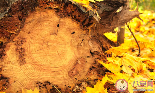 2020秋天到來的心情句子 秋天到了的心情感慨