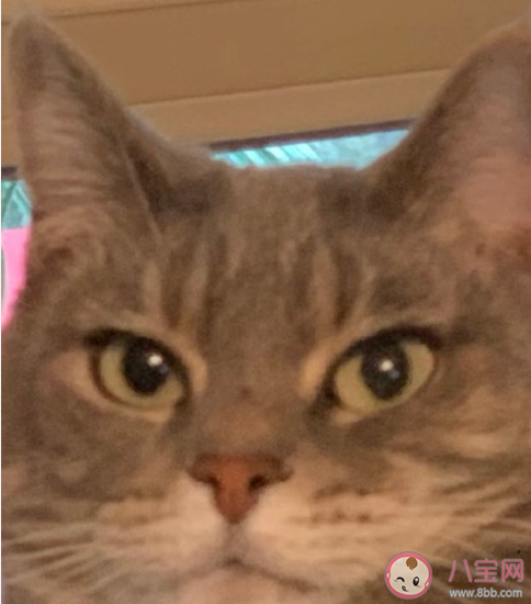 985頭是什么意思什么梗 985頭是怎樣的頭型 985頭是什么意思什么梗 985頭是怎樣的頭型