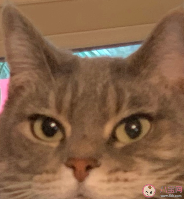 985頭梗是什么意思 985頭是指什么