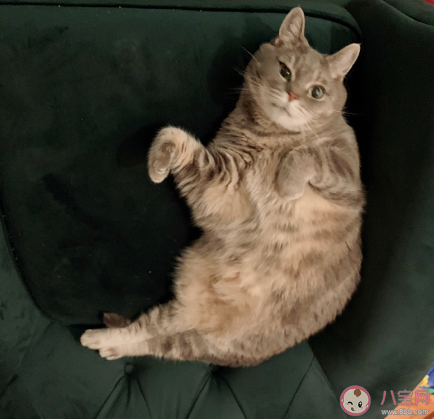 985頭梗是什么意思 985頭是指什么