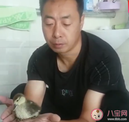 男子網(wǎng)購孔雀蛋孵出鴨子是怎么回事 孔雀蛋孵化需要什么條件