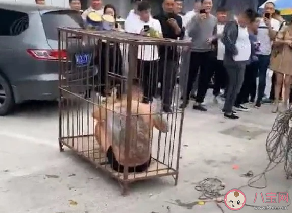 小伙結(jié)婚只穿內(nèi)褲被關(guān)鐵籠澆綠漆是怎么回事 低俗婚鬧為何屢禁不止