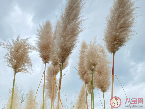 當(dāng)代年輕人的四大坎是什么 面對(duì)焦慮年輕人如何調(diào)整 當(dāng)代年輕人的四大坎是什么 面對(duì)焦慮年輕人如何調(diào)整